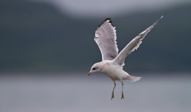 Gull In Flight